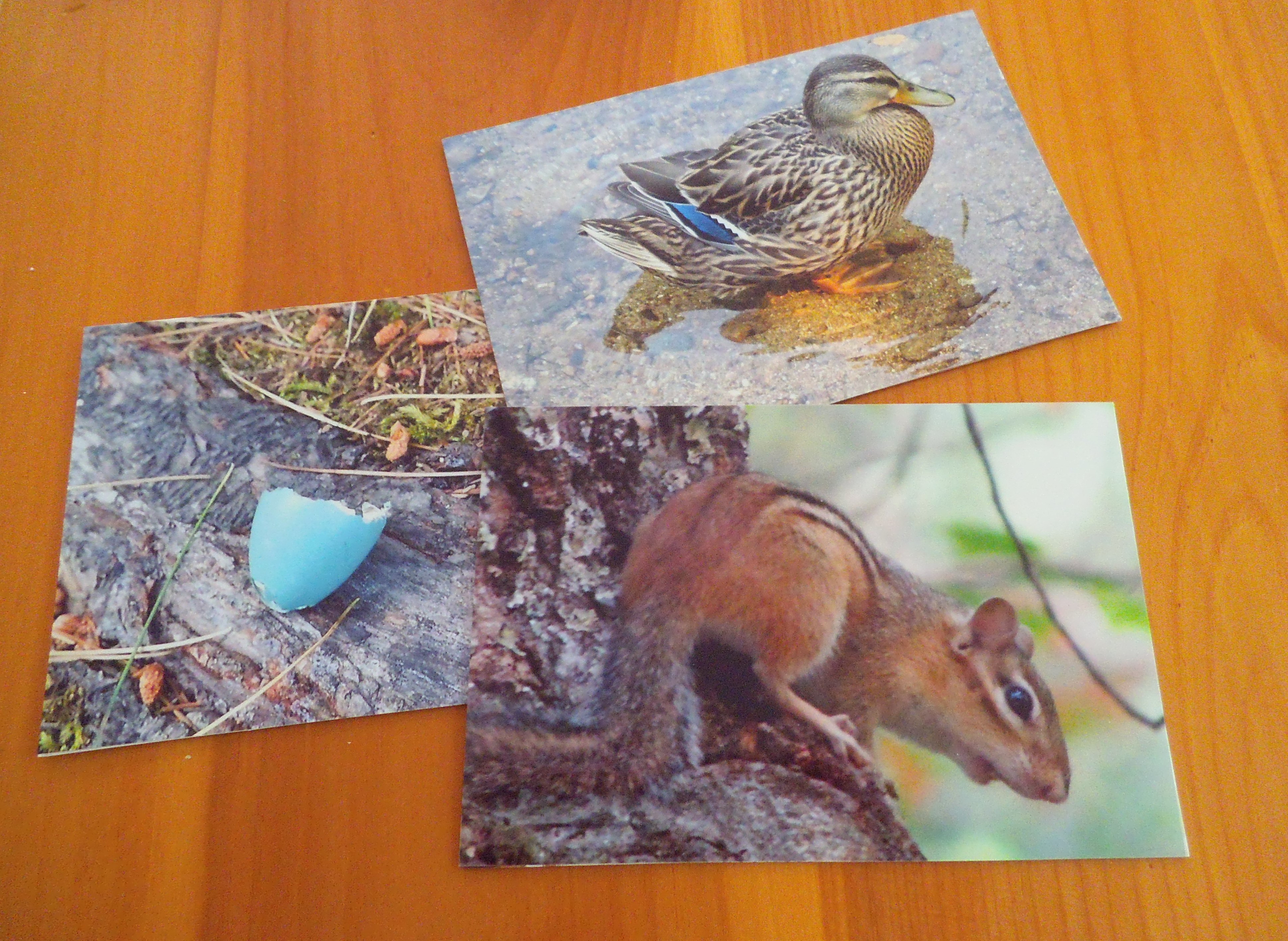postcards made from my photos nh