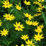 bee on yellow flowers
